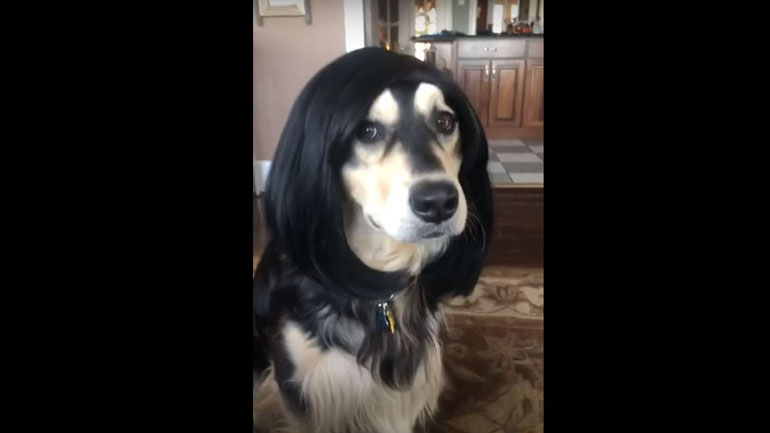 Άνοιξαν τα κομμωτήρια και για τους σκύλους…