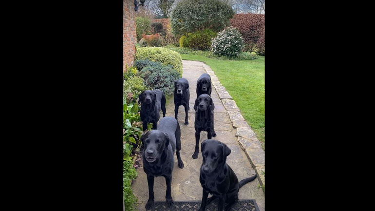 Υπομονετικά σκυλιά περιμένουν στη σειρά να τα φωνάξουν με το όνομά τους