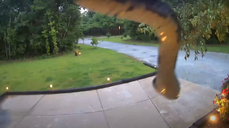 Ένα φίδι που λατρεύει τις κάμερες