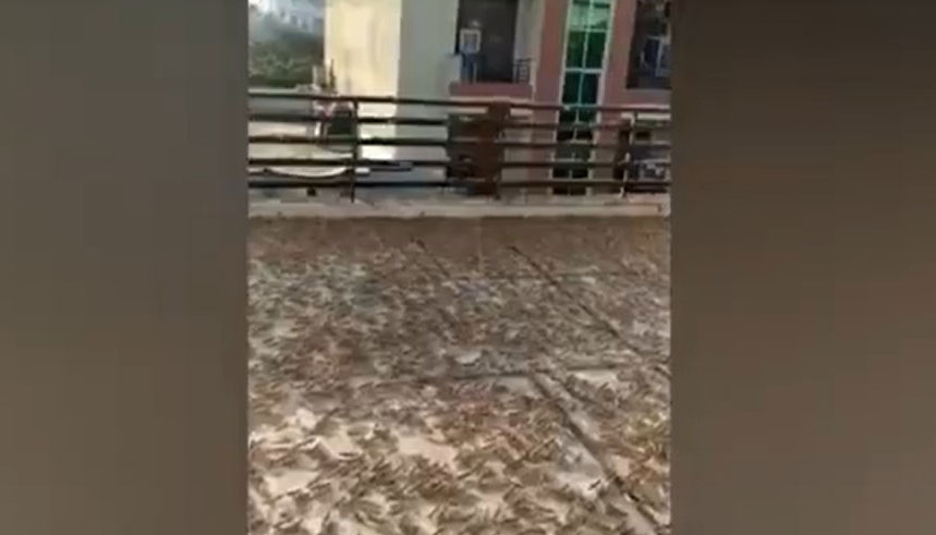 Ινδία: Τεράστιο σμήνος ακρίδων έχει καταλάβει ολόκληρη περιοχή