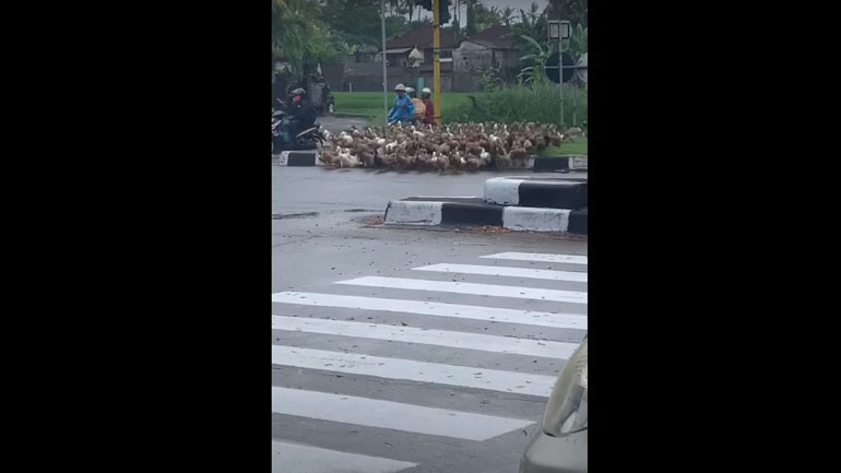 Οι πιο πειθαρχημένες πάπιες στον κόσμο