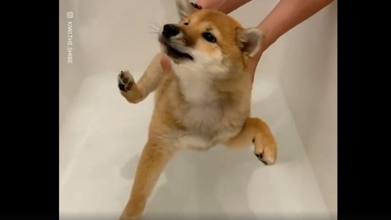 Σκύλος αρνείται πεισματικά να μπει στην μπανιέρα