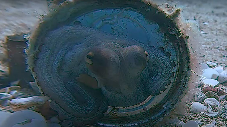 Χταπόδι κατοικεί μέσα σε ένα αλουμινένιο κουτάκι