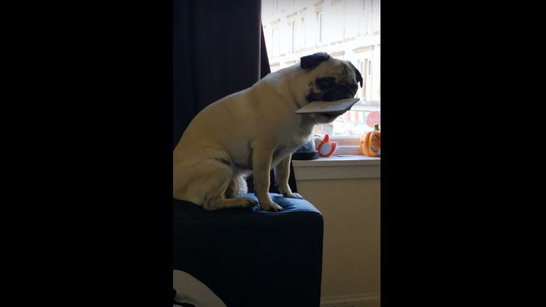 Σκύλος προκαλεί την… τύχη του