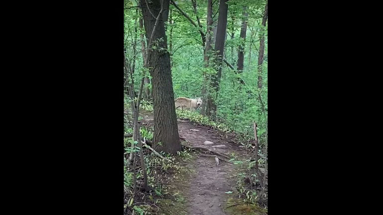 Άνδρας έβγαλε βόλτα τον σκύλο του και συνάντησε λύκο