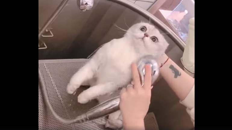 Γάτες που απλά απεχθάνονται το νερό