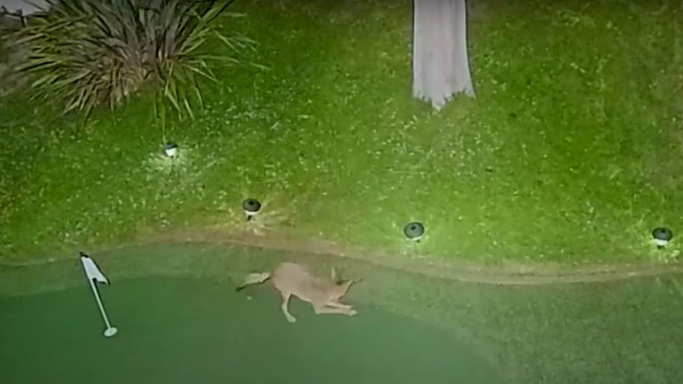 Κογιότ παίζει γκολφ σε αυλή σπιτιού