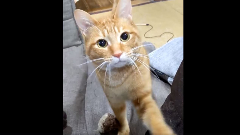 Η γάτα στην οποία δεν μπορείς να πεις «όχι»