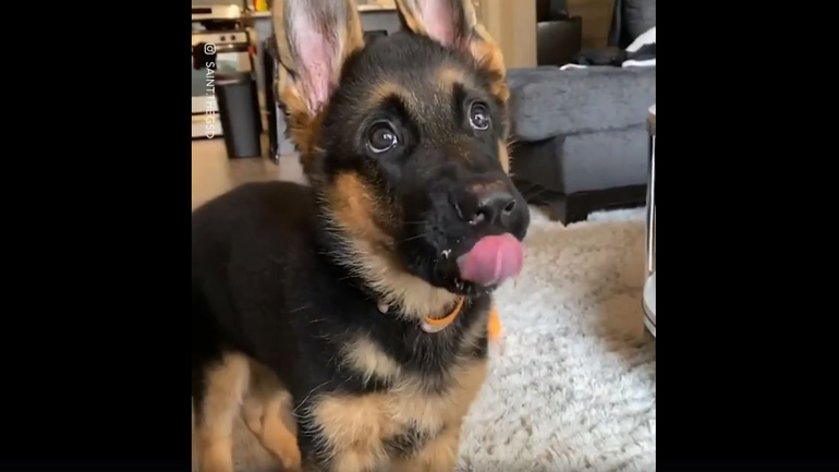 Σκύλος δεν σταματάει να γλύφεται