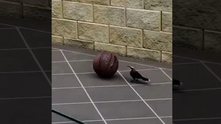 Πουλί παίζει με μια μπάλα του μπάσκετ