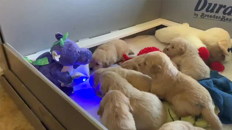 Δράκος διαβάζει παραμύθι σε κουτάβια