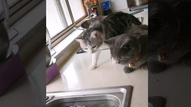 Γάτες παρακολουθούν ένα ψάρι