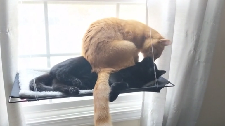 Οι γάτες αράζουν σε μια αιώρα