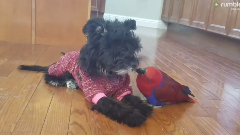 Παπαγάλος και σκύλος δύο απίθανοι φίλοι