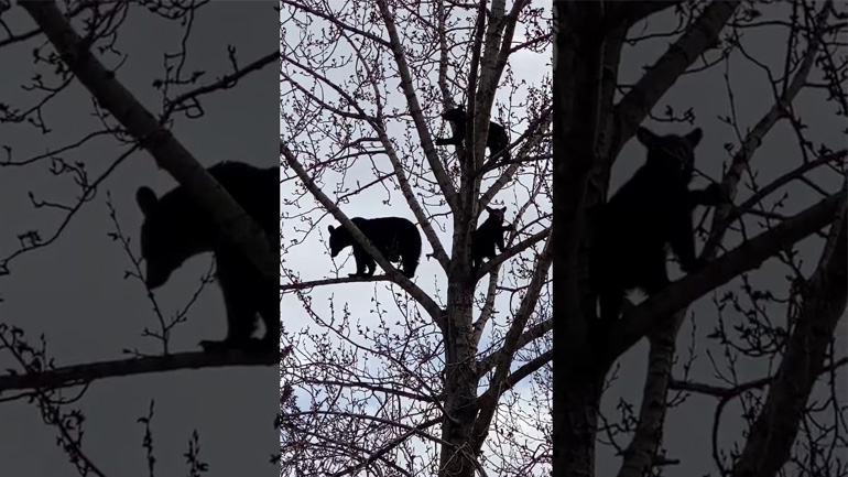 Οικογένεια αρκούδων πάνω σε ένα δέντρο