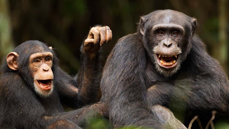 Η πατρική συμπεριφορά δεν προκύπτει αναγκαστικά από τη βιολογική σχέση