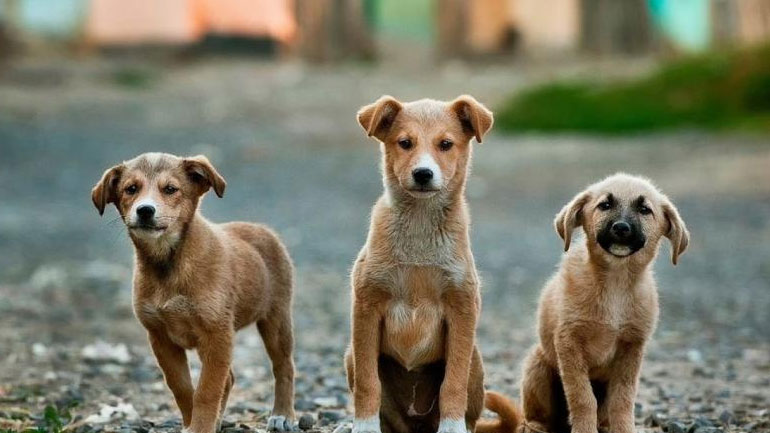Με ένα… κλικ μέσω διαδικτύου οι υιοθεσίες αδέσποτων ζώων στον Δήμο Νάουσας