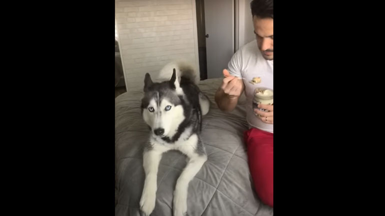 Χάσκι καβγαδίζει για το παγωτό