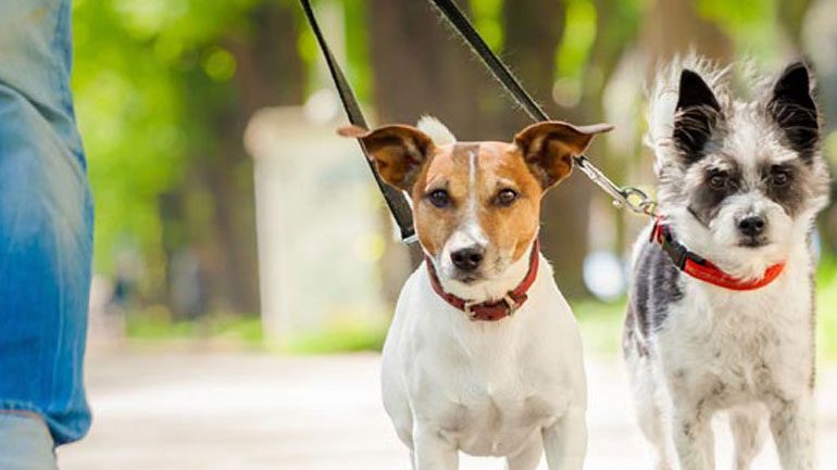 Το λάθος που κάνουμε όταν προσπαθούμε να μάθουμε στο σκύλο μας μια εντολή