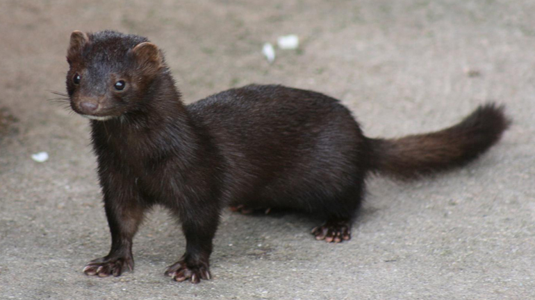Οι ολλανδικές αρχές θα σφαγιάσουν 10.000 βιζόν λόγω… ύποπτων κρουσμάτων Covid-19