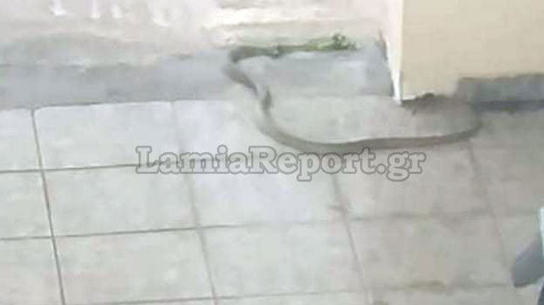Φίδι σε πολυκατοικία στο κέντρο της Λαμίας