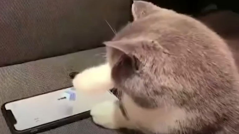 Η γατούλα που έχει εξελιχθεί σε επαγγελματία gamer