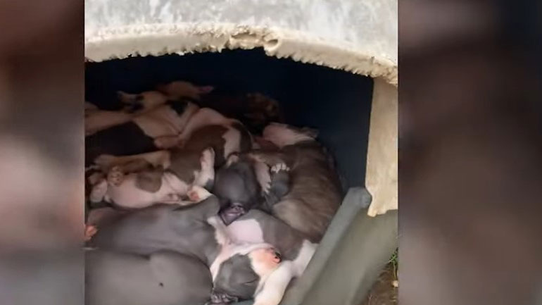 Η αξιολάτρευτη στιγμή που μικρά σκυλάκια πιτ μπουλ ξυπνούν