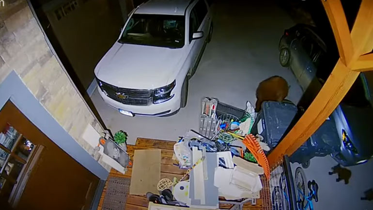 Αρκούδα ψάχνει για φαΐ στα σκουπίδια μαζί με τα μικρά της