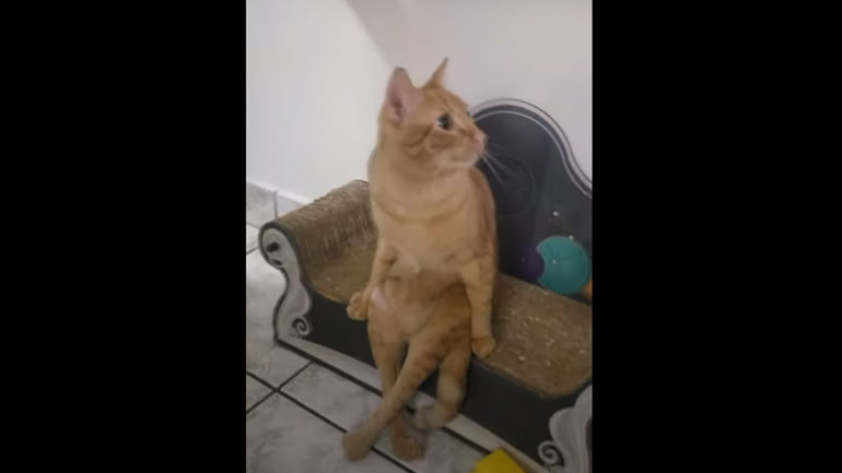 Η πιο ζεν γάτα