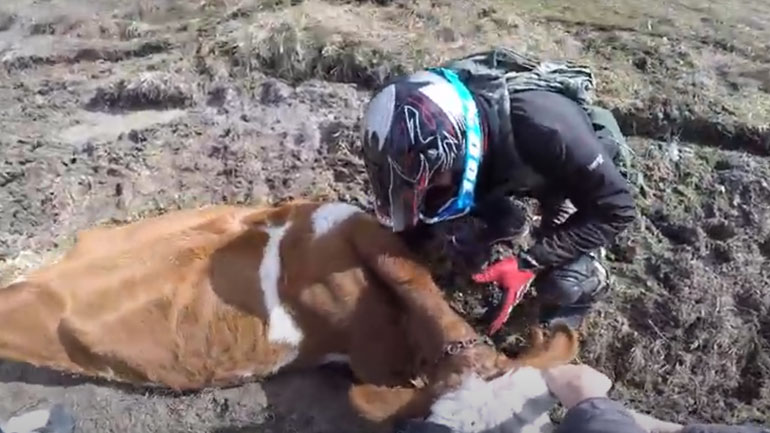 Μηχανόβιος απεγκλωβίζει αγελάδα που έχει κολλήσει στη λάσπη