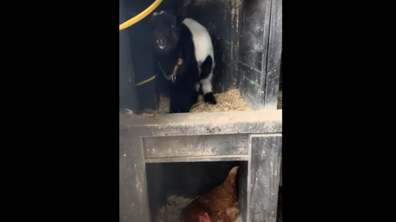 Κατσικάκι νομίζει ότι είναι κότα