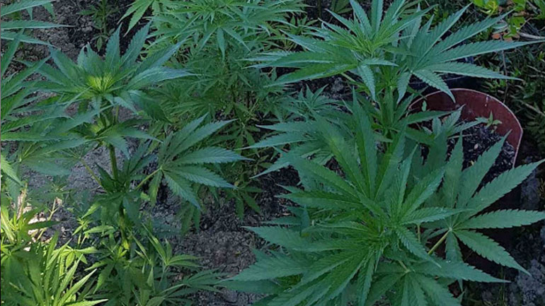 Εντοπίστηκε φυτεία κάνναβης στην Κέρκυρα