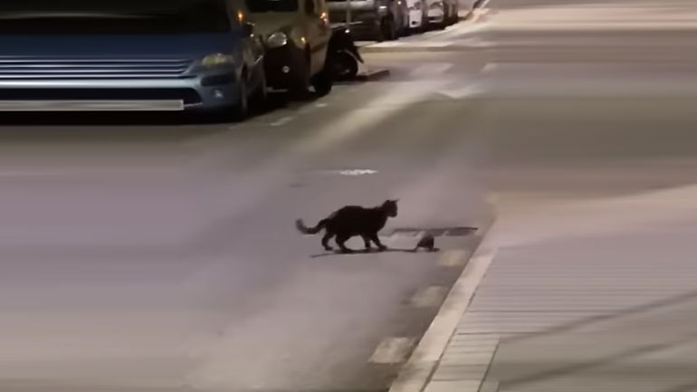 Επική μάχη μεταξύ αρουραίου νίντζα και γάτας