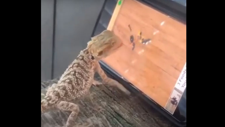 Σαύρα παίζει στο κινητό