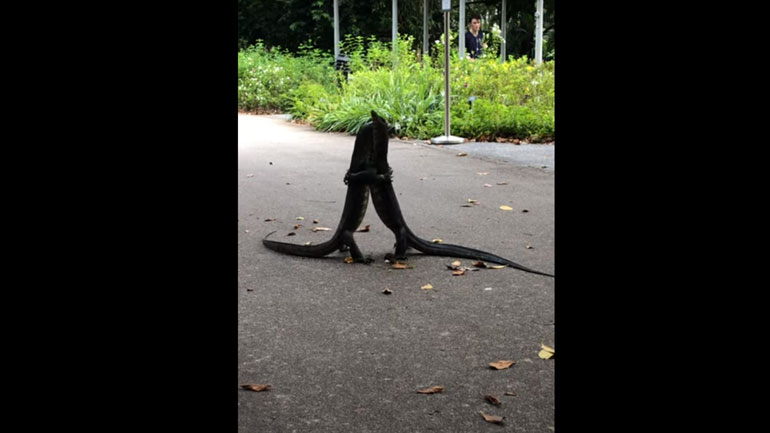 Δύο σαύρες που δεν ξέρουν τι πάει να πει κοινωνική αποστασιοποίηση