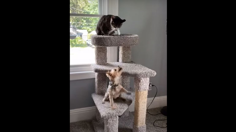 Καβγάς με διαφορά ύψους!