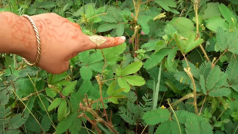 Φυτά αντιδρούν στο ανθρώπινο άγγιγμα