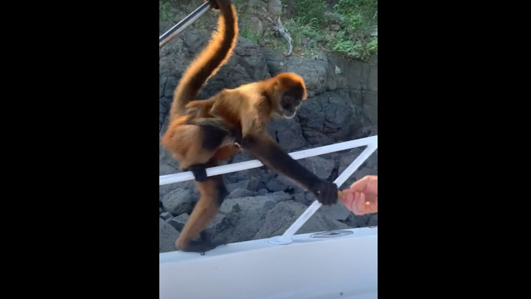 Μαϊμού πάει με το μωρό της για… βαρκάδα