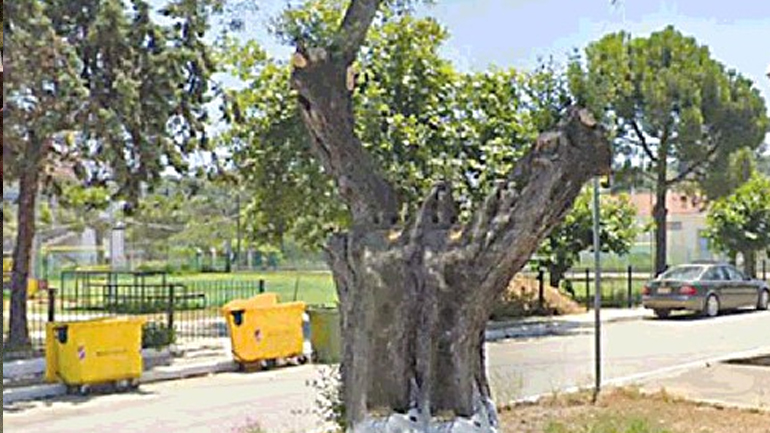 Αγώνας για να σωθεί ελιά 700 ετών στην Κάτω Παναγιά Ηλείας