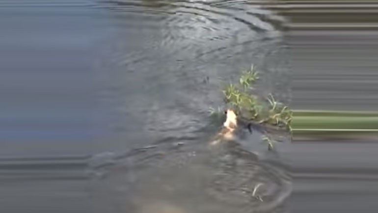 Επίθεση κροκόδειλου σε σκύλο με άσχημο αποτέλεσμα