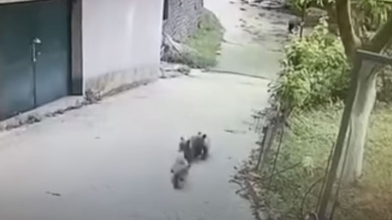 Αρκουδάκια έκαναν «έφοδο» σε αγρόκτημα και… ήπιαν κρασί