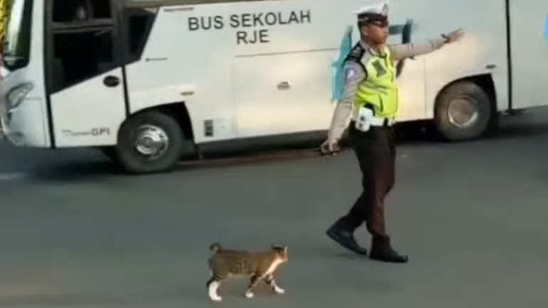 Τροχονόμος σταματά την κίνηση για να περάσει άφοβα μια γάτα