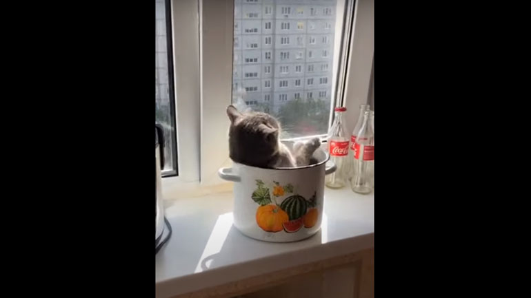 Γάτα κάνει «πάρτι» μέσα σε κατσαρόλα