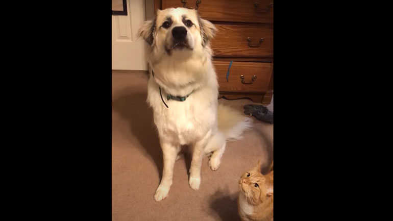 Το πιο ενθουσιώδες… μασούλημα