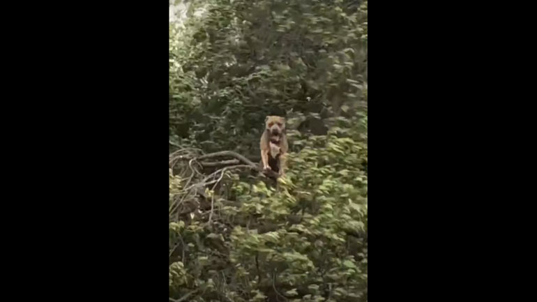 Σκύλος σκαρφαλώνει σε δέντρο για να τον… φυσήξει ο αέρας