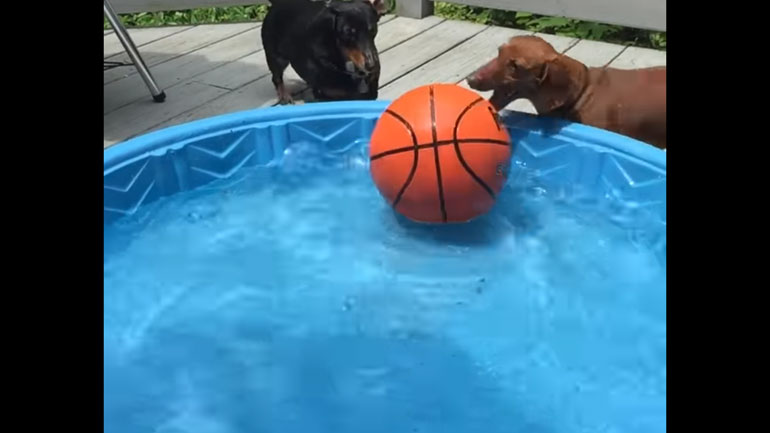 Σκύλοι και πισίνες: Ένας εκρηκτικός συνδυασμός