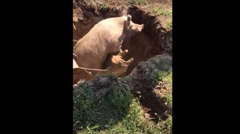 Εργάτες σώζουν γουρούνι που έπεσε σε λάκκο