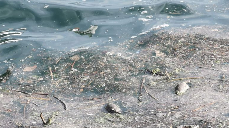 Νεκρά ποντίκια «ξέβρασε» ο Θερμαϊκός