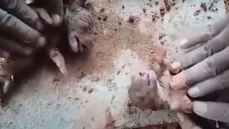 Δίνοντας πρώτες βοήθειες σε δύο κουταβάκια