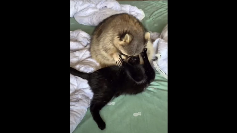 Ρακούν αρνείται να αποχωριστεί τη φίλη του τη γάτα